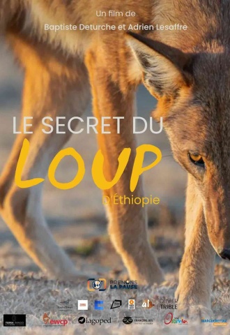 Le Secret du Loup d'Éthiopie - Affiche
